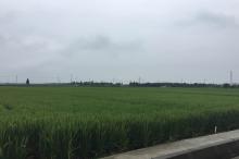 昆山大米生产基地