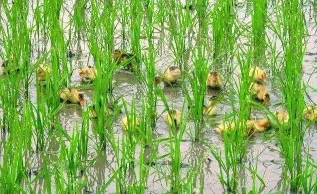 绿色大米